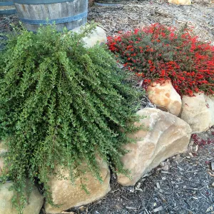 Peter Schuyler garden, Epilobium (Willowherb)and Salvia (Sage) Emerald Cascade