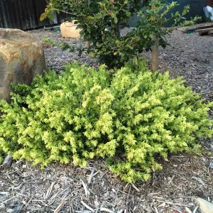 Peter Schuyler garden, Mirabilis