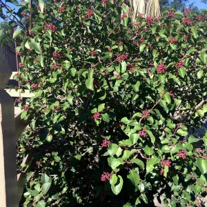 Rhus ovata at gates to courtyard