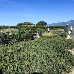 Touring gardens with Isabelle Greene. manzanita goundcover