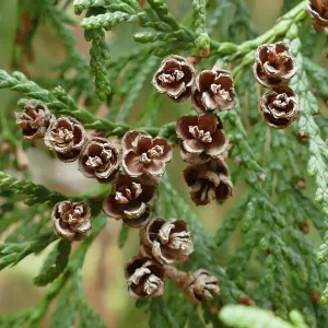 Western Red Cypress cones