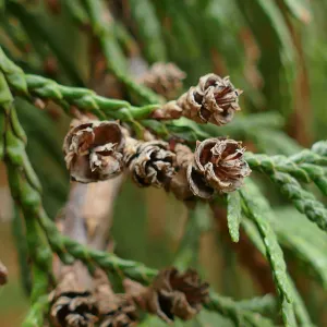 Western Red Cypress cones