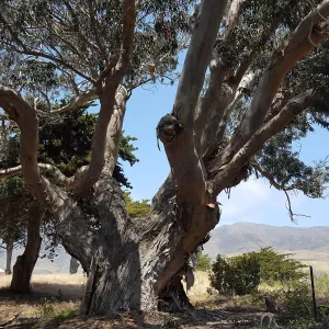 Santa Cruz Island Trip, Eucalyptus