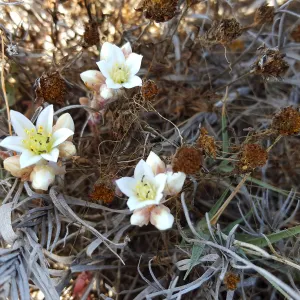 Santa Cruz Island Trip, Island Dudleya (Dudleya nesiotica)