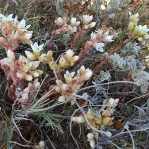 Santa Cruz Island Trip, Island Dudleya (Dudleya nesiotica)