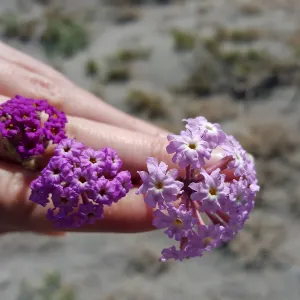 Santa Cruz Island Trip, Sand verbenas and hybrid (Abronia maritima, Abronia umbellata and hybrid)