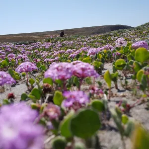 Santa Cruz Island Trip, Sticky sand verbena (Abronia umbellata)