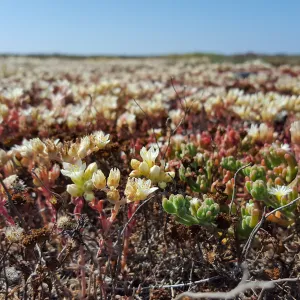 Santa Cruz Island Trip, Island Dudleya (Dudleya nesiotica)