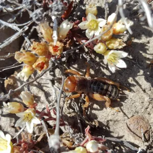 Santa Cruz Island Trip, Island Dudleya (Dudleya nesiotica) and Jerusalem Cricket