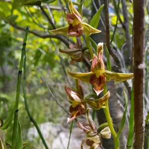 Santa Cruz Island Trip, Stream Orchid (Epipactis gigantea)