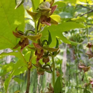 Santa Cruz Island Trip, Stream Orchid (Epipactis gigantea)
