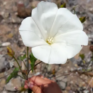 Santa Cruz Island Trip, Southern California morning glory (Calystegia macrostegia ssp macrostegia)