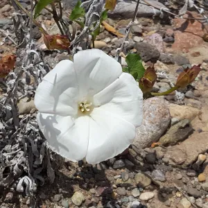 Santa Cruz Island Trip, Southern California morning glory (Calystegia macrostegia ssp macrostegia)