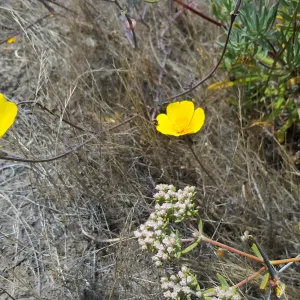 Santa Cruz Island Trip, California Poppy (Eschscholzia californica)