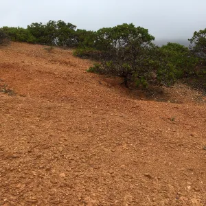 Santa Cruz Island Trip, Manzanita (Arctostaphylos)