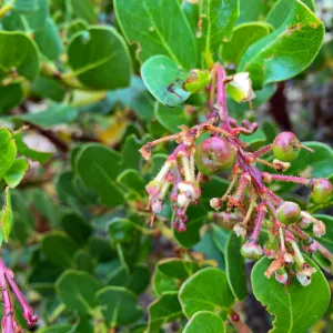 Santa Cruz Island Trip, Island manzanita (Arctostaphylos insularis)