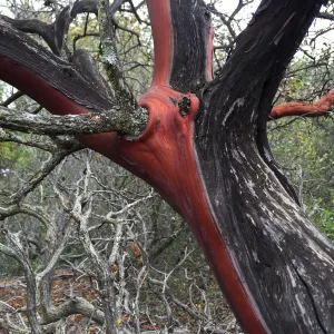 Santa Cruz Island Trip, Manzanita (Arctostaphylos) bark
