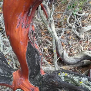 Santa Cruz Island Trip, Manzanita (Arctostaphylos) bark