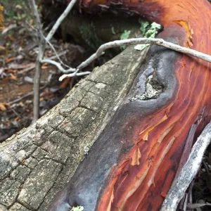 Santa Cruz Island Trip, Manzanita (Arctostaphylos) bark
