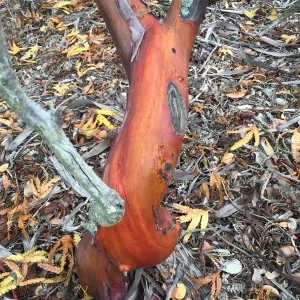 Santa Cruz Island Trip, Manzanita (Arctostaphylos) bark