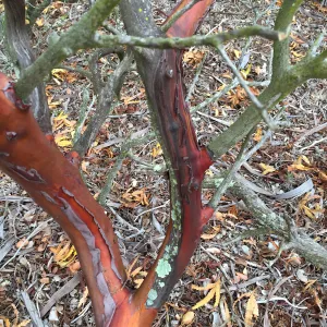 Santa Cruz Island Trip, Manzanita (Arctostaphylos) bark