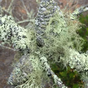 Santa Cruz Island Trip, lichen on Bishop Pine (Pinus muricata)