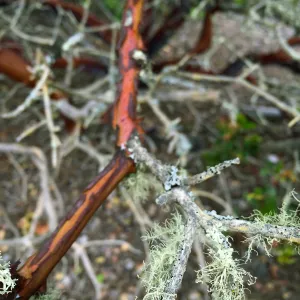 Santa Cruz Island Trip, Island manzanita (Arctostaphylos insularis) with lichen