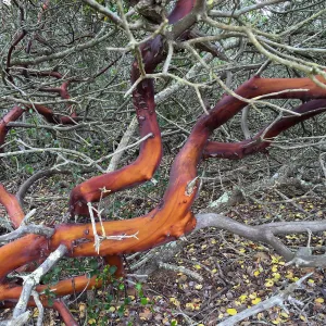 Santa Cruz Island Trip, Island manzanita (Arctostaphylos)