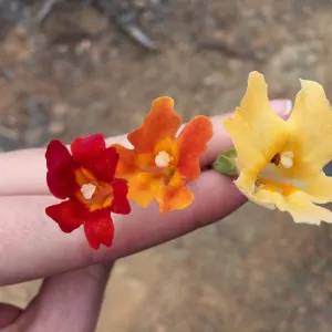 Santa Cruz Island Trip, Monkey flowers with hybrid (Mimulus flemingii, Mimulus aurantiacus and hybrid)