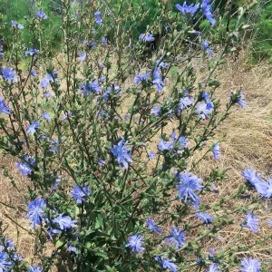 Santa Cruz Island Trip, Common chicory (Cichorium intybus) non-native