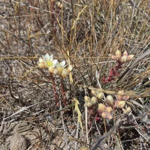 Santa Cruz Island Trip, Santa Cruz Island dudleya (Dudleya nesiotica)