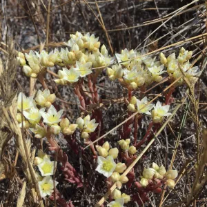 Santa Cruz Island Trip, Santa Cruz Island dudleya (Dudleya nesiotica)