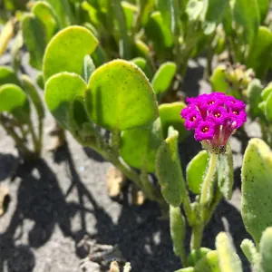 Santa Cruz Island Trip, Red sand verbena (Abronia maritima)