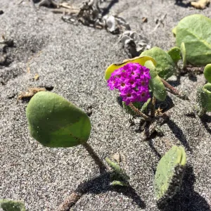 Santa Cruz Island Trip, Red sand verbena (Abronia maritima)