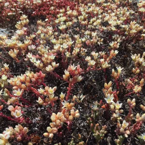 Santa Cruz Island Trip, Santa Cruz Island dudleya (Dudleya nesiotica)