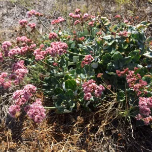 Santa Cruz Island Trip, Red-flowered buckwheat (Eriogonum grande var rubescens)