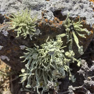 Santa Cruz Island Trip, lichen on rock