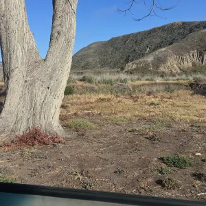 Santa Cruz Island Trip, Channel Island Fox at Christy Ranch