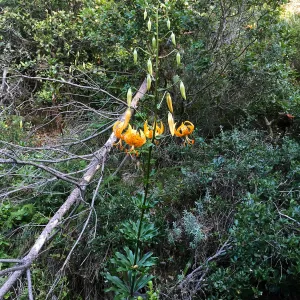 Santa Cruz Island Trip, Humboldt lily (Lilium humboldtii)