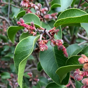 Santa Cruz Island Trip, Sugarbush (Rhus ovata)