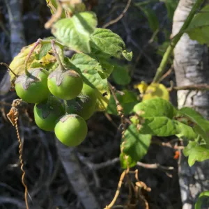 Santa Cruz Isand Trip, Santa Cruz Island nightshade (Solanum clokeyi) fruit