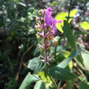 Santa Cruz Island Trip, California wood mint (Stachys bullata)