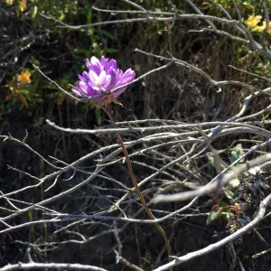 Santa Cruz Island Trip, Blue dicks (Dichelostemma capitatum) and Monkeyflower (Mimulus aurantiacus)