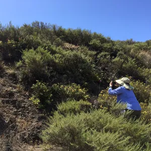 Santa Cruz Island Trip, Irene Lam photographing Blue dicks (Dichelostemma capitatum) and Monkeyflower (Mimulus aurantiacus)