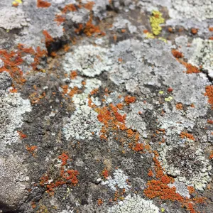 Santa Cruz Island Trip, lichen on a rock