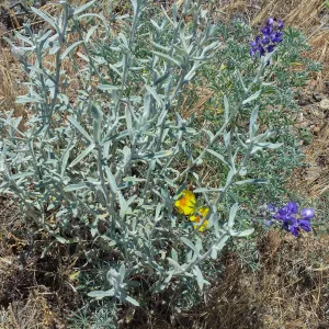 Santa Cruz Island Trip, Lupines and poppies