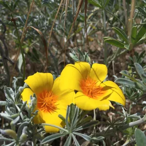 Santa Cruz Island Trip, Lupines and poppies