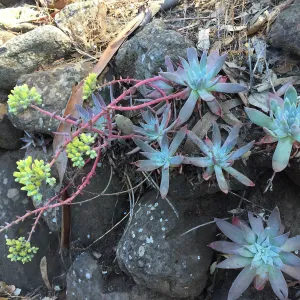 Santa Cruz Island Trip, Greene's live-forever (Dudleya greenei)