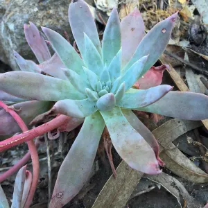 Santa Cruz Island Trip, Greene's live-forever (Dudleya greenei)