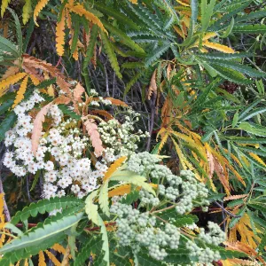Santa Cruz Island Trip, Island ironwood (Lyonothamnus floribundus)